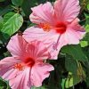 Pink Hibiscus Flower Paint By Numbers