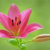 Pink Lily Bloom Paint By Numbers
