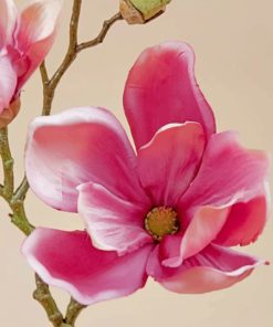 Pink Magnolia Blossom Paint By Numbers