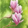 Pink Magnolia Flowers Paint By Numbers