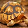 Ploughshare Tortoise Animal Paint By Numbers