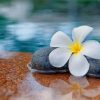 Plumeria Water Rocks Paint By Numbers