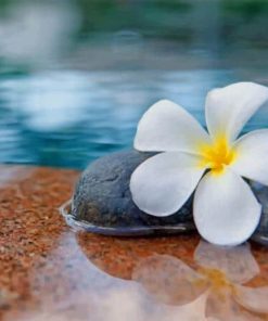 Plumeria Water Rocks Paint By Numbers
