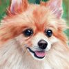Pomeranian Dog Paint By Numbers