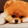 Pomeranian Puppy Animal Art Paint By Numbers