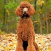 Brown Poodle Pet Paint By Numbers