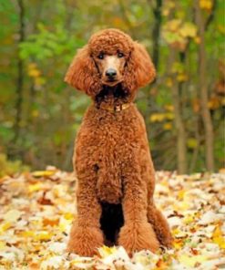 Brown Poodle Pet Paint By Numbers