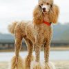 Poodle Pets Paint By Numbers