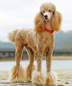 Poodle Pets Paint By Numbers