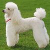 Adorable Poodle Companions Paint By Numbers