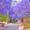 Purple Bloom South Africa Paint By Numbers