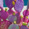 Purple Cactus Plant Paint By Numbers