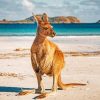 Kangaroo On Australian Beach Paint By Numbers