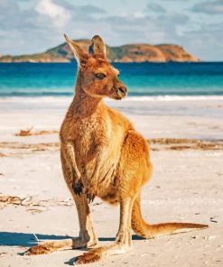 Kangaroo On Australian Beach Paint By Numbers
