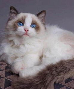 Ragdoll Kitty Paint By Numbers