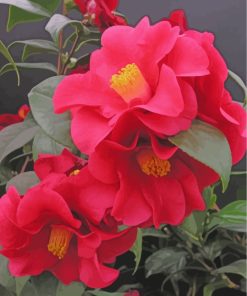 Camellia Flower Paint By Numbers