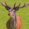 Majestic Red Deer Paint By Numbers