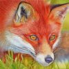 Red Fox Wildlife Paint By Numbers