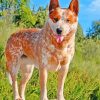 Red Heeler Puppy Paint By Numbers