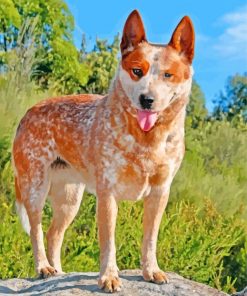 Red Heeler Puppy Paint By Numbers