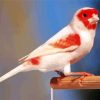 Red Canary Bird Paint By Numbers