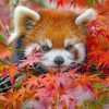 Red Panda Baby Animals Paint By Numbers