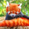Red Panda Baby Animals Paint By Numbers