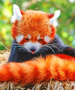 Red Panda Baby Animals Paint By Numbers