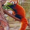 Red Panda Animal Paint By Numbers