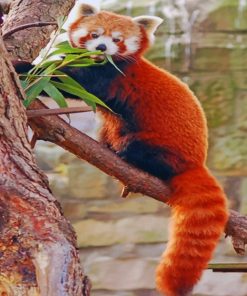Red Panda Animal Paint By Numbers