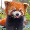 Red Panda Wildlife Paint By Numbers