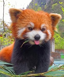 Red Panda Wildlife Paint By Numbers