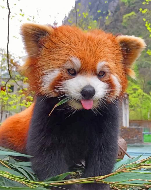 Finalize Your Red Panda Wildlife Artwork