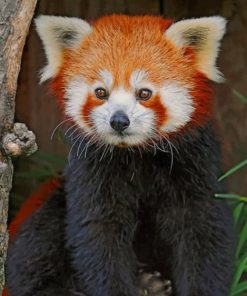 Red Panda Baby Animal Paint By Numbers