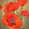 Red Poppies Floral Paint By Numbers