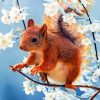 Red Squirrel Amongst Cherry Blossoms Paint By Numbers