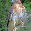 Red Tailed Hawk Bird Paint By Numbers