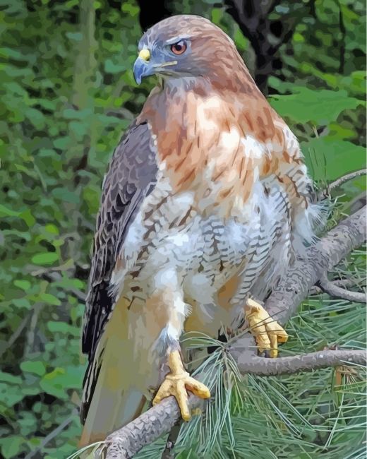 Finalizing Red Tailed Hawk Bird artwork