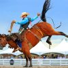 Cowboy Rodeo Champion Paint By Numbers