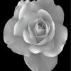 Black and White Rose Paint By Numbers