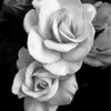 Monochrome Rose Beauty Paint By Numbers