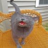 Russian Blue Pet Paint By Numbers