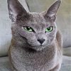 Russian Blue Cat Paint By Numbers