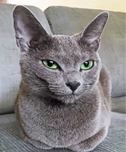 Russian Blue Cat Paint By Numbers