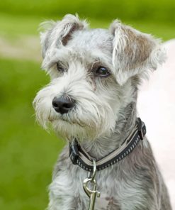 Schnauzer Dog Paint By Numbers
