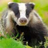 Scottish Wildlife Badger Paint By Numbers