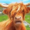 Highland Cow Animals Paint By Numbers