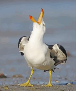 Seagull Birds Paint By Numbers