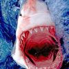 Shark Megalodon Seascapes Paint By Numbers