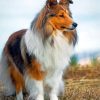Sheltie Dog Paint By Numbers